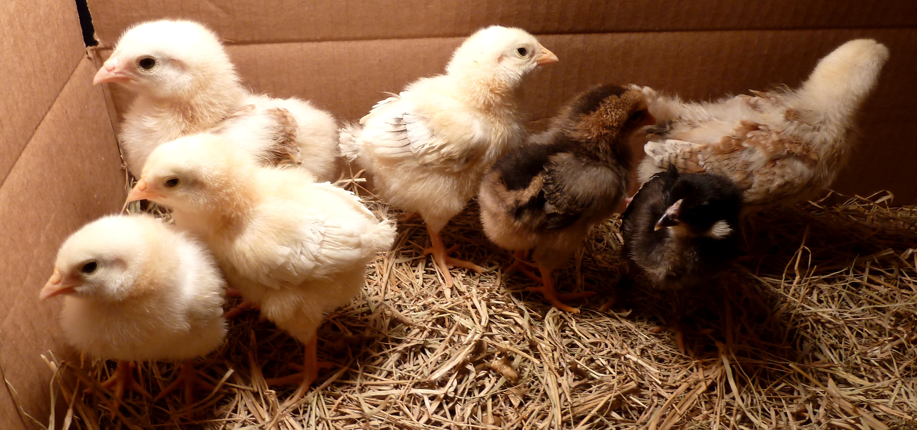 Feather Sexing Chicks | Peregrin Farms